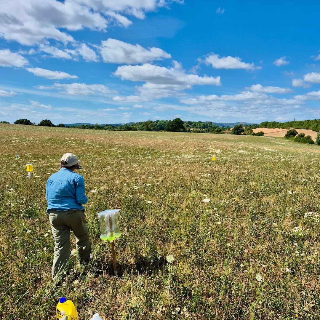 scientist monitoring insect diversity in a wildflower meadow